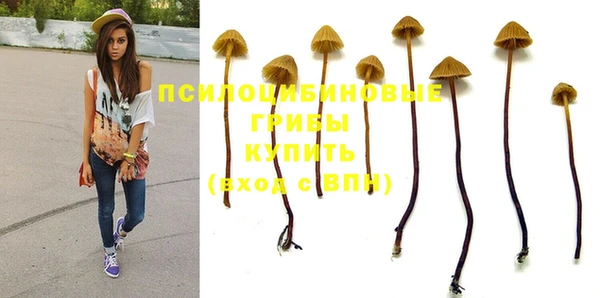 стаф Алзамай